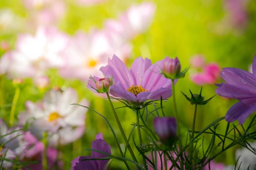 The background image of the colorful flowers, background nature