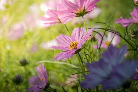 The background image of the colorful flowers, background nature