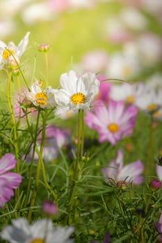 The background image of the colorful flowers, background nature