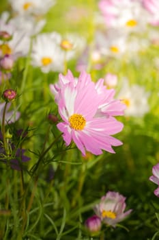 The background image of the colorful flowers, background nature