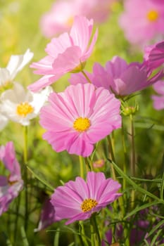 The background image of the colorful flowers, background nature