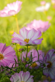 The background image of the colorful flowers, background nature