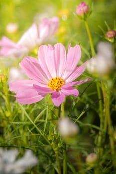 The background image of the colorful flowers, background nature