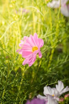 The background image of the colorful flowers, background nature