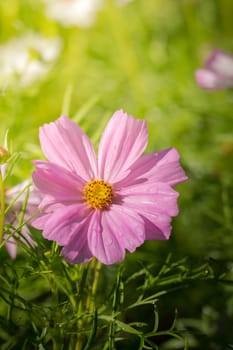 The background image of the colorful flowers, background nature