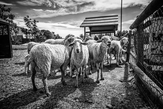 Sheep on a farm, detail of mammalian animals, wool and milk, food production