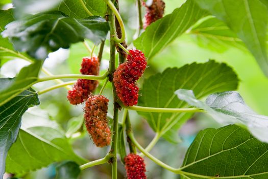 Mulberry fruit and green leaves on the tree. Mulberry this a fruit and can be eaten in have a red and purple color.