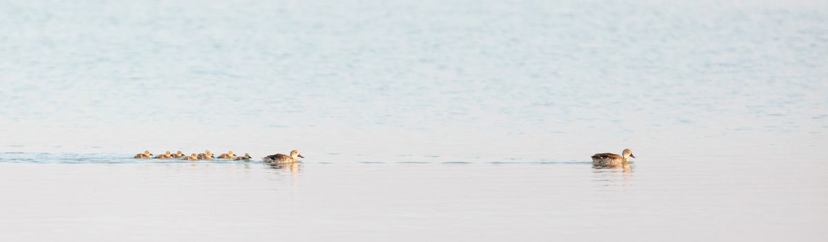 Family of ducks in the Makgadikgadi pans - Botswana