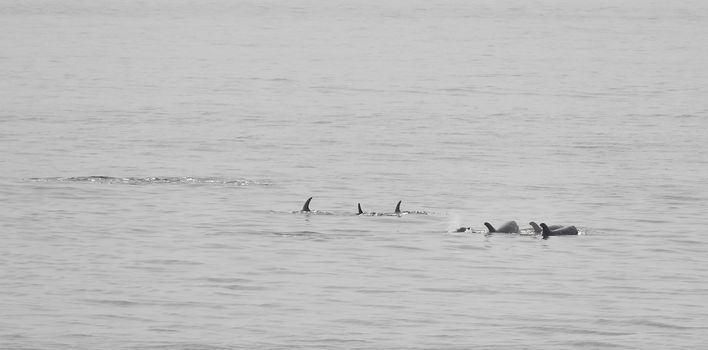 Swimming dolphins in the Gambia, swimming in the sea