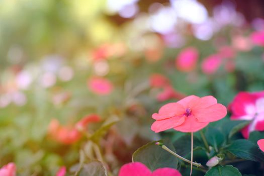 Beautiful nature Pinks flower  in nature garden