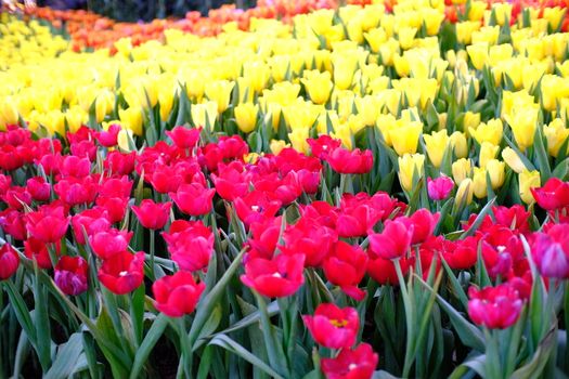 Big field of yellow violet and red tulips in garden