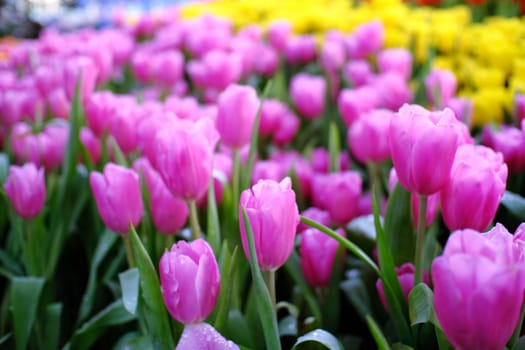 Pink tulips in garden