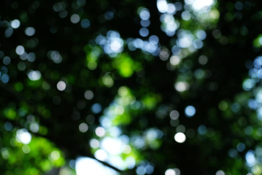 Blurred beautiful nature background blurry of leaf bokeh forest. garden and park with sunlight, use for background 