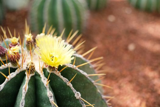 Beautiful succulents and cactus plant in garden