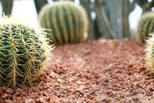 Beautiful succulents and cactus plant in garden