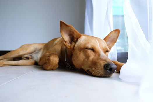 Brown Sweet Funny dog with smile