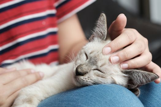 Woman hug Cute cat. Friendship Animal lover. trust  love Friend of human