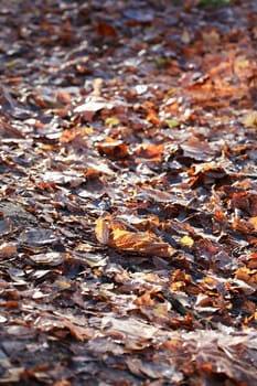 Autumn background. Footpath under falling leaves