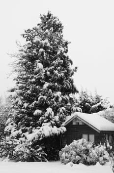 Tranquil snowy scene of a wooden hut covered in snow, nestled against a tall conifer tree - monochrome processing
