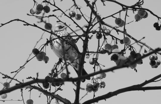 Fieldfare sits among branches of a crab apple tree, with snow-covered fruit. The wild birds flock from the fields to gardens during adverse winter weather - monochrome processing
