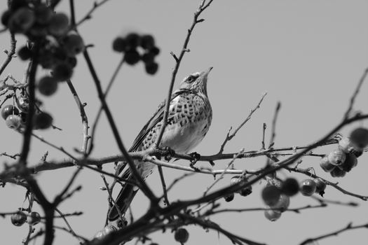 Adult fieldfare perches on branch of crabapple tree in bright sunlight. Usually seen on farmland, the birds come to domestic gardens looking for food - monochrome processing