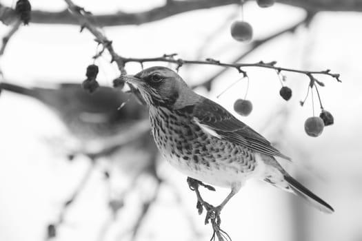 Fieldfare on crab apple tree branch in winter, with remnants of fruit on its beak. Usually found on farmland the birds can be seen in gardens looking for food in snowy weather - monochrome processing