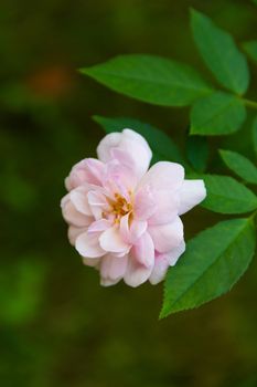 Close-up pink rose On a green blurred background rose On a green blurred background