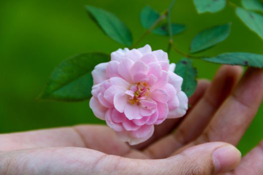 Close-up pink rose On a green blurred background rose On a green blurred background