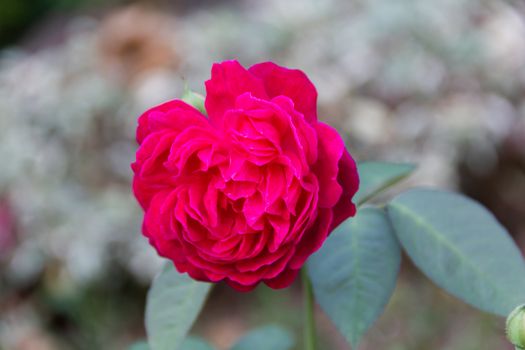 Close-up Red rose On a green blurred background
