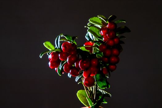 Cranberries with leaves. Cranberries on branch heart shape. Lingonberry bunch on dark background. Bunch of red cranberries on gray background.