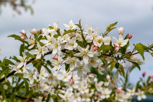 Blooming fruit tree in spring time. Blossoming fruit flowers. Flowering fruit tree in Latvia. Branches of the fruit tree with blossoming white flowers. 