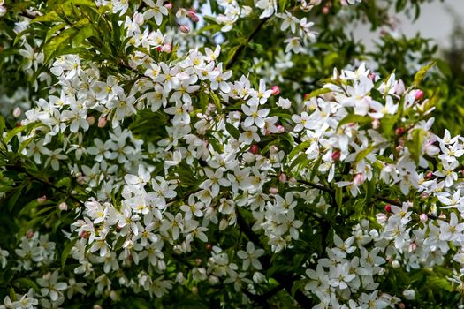 Blooming fruit tree in spring time. Blossoming fruit flowers. Flowering fruit tree in Latvia. Branches of the fruit tree with blossoming white flowers. 