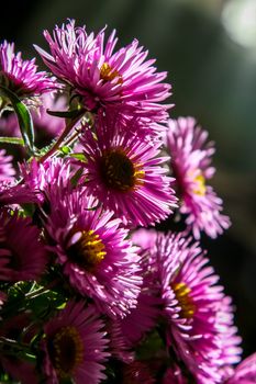 Bouquet with pink asters. Flowers on dark background.  Nature flower. Garden flowers. Beautiful pink aster flowers bouquet on dark background.

