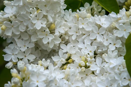 Blooming lilac bush in spring time. Blossoming lilac flowers. Flowering lilac bush in Latvia. Blooming white lilac flowers in spring season.