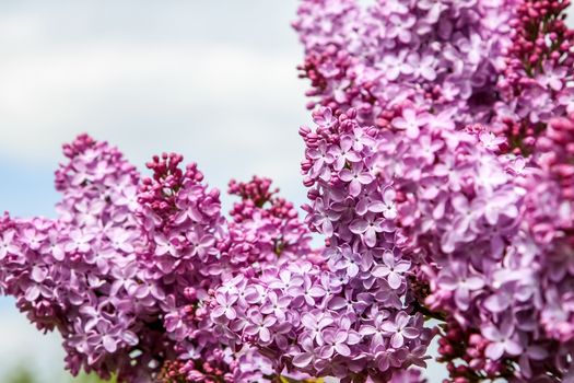 Blooming lilac bush in spring time. Blossoming lilac flowers. Flowering lilac bush in Latvia. Blooming pink lilac flowers in spring season on background of sky.