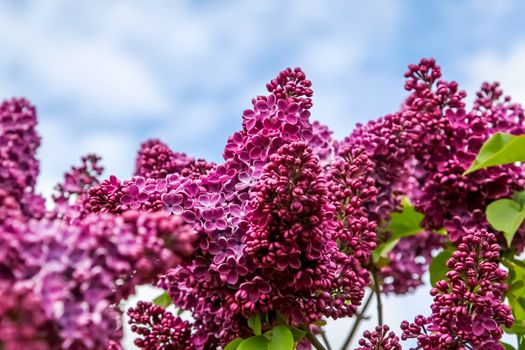 Blooming lilac bush in spring time. Blossoming lilac flowers. Flowering lilac bush in Latvia. Blooming pink lilac flowers in spring season on background of sky.