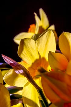 Yellow daffodils. Daffodils on black background.  Nature flower. Garden flowers. Yellow daffodil flowers on dark background.

