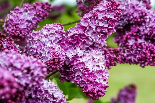 Blooming lilac bush in spring time. Blossoming lilac flowers. Flowering lilac bush in Latvia. Blooming pink lilac flowers in spring season.