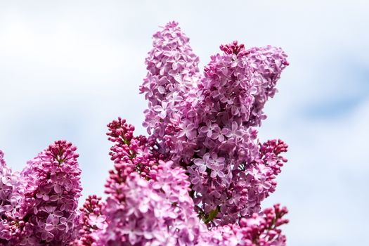 Blooming lilac bush in spring time. Blossoming lilac flowers. Flowering lilac bush in Latvia. Blooming pink lilac flowers in spring season on background of sky.