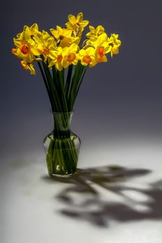 Yellow daffodils. Daffodils on gray background.  Nature flower. Garden flowers. Yellow daffodil flowers in vase on dark background.

