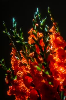 Red gladiolus. Gladiolus on black background.  Nature flower. Garden flowers. Red gladiolus flowers on black background.

