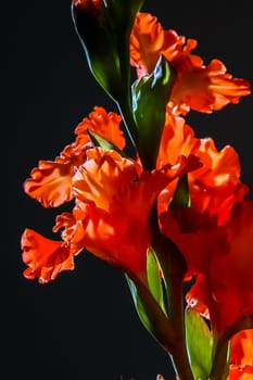 Red gladiolus. Gladiolus on black background.  Nature flower. Garden flowers. Red gladiolus flowers on black background.

