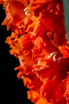 Red gladiolus. Gladiolus on black background.  Nature flower. Garden flowers. Red gladiolus flowers on black background.

