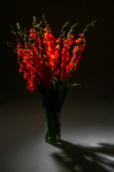 Red gladiolus. Gladiolus on black background.  Nature flower. Garden flowers. Red gladiolus flowers in vase on dark background.

