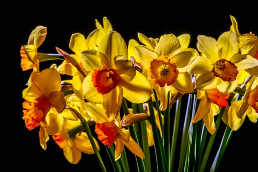 Yellow daffodils. Daffodils on black background.  Nature flower. Garden flowers. Yellow daffodil flowers on dark background.

