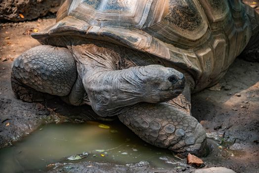 Aldabra Tortoise resting near a pond.