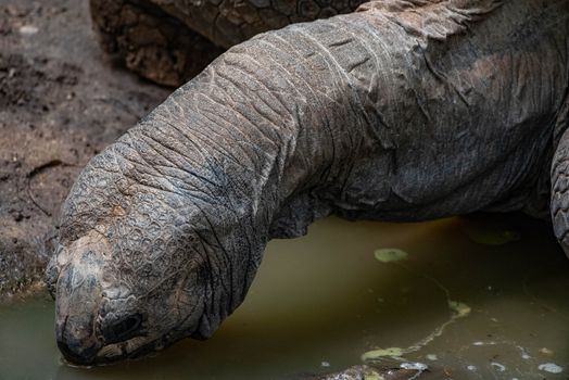 Aldabra Tortoise drinking at a pond.