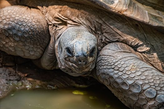 Aldabra Tortoise resting near a pond.