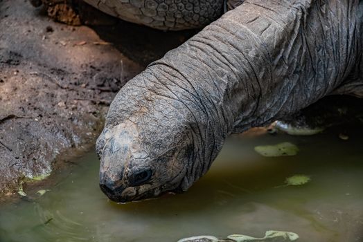 Aldabra Tortoise drinking at a pond.