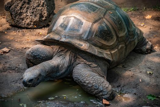 Aldabra Tortoise resting near a pond.